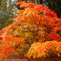 Buy canvas prints of sunlit autumnal Acer by Simon Johnson