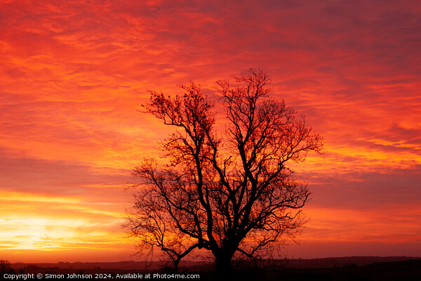 winter sunrise with tree Silhouette  Picture Board by Simon Johnson