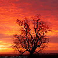 Buy canvas prints of winter sunrise with tree Silhouette  by Simon Johnson