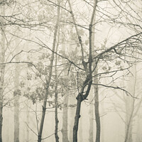 Buy canvas prints of  misty woodland by Simon Johnson