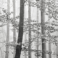 Buy canvas prints of  Misty woodland by Simon Johnson