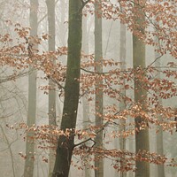 Buy canvas prints of misty woodland by Simon Johnson