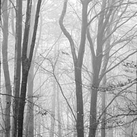 Buy canvas prints of Snowshill woods in mist by Simon Johnson