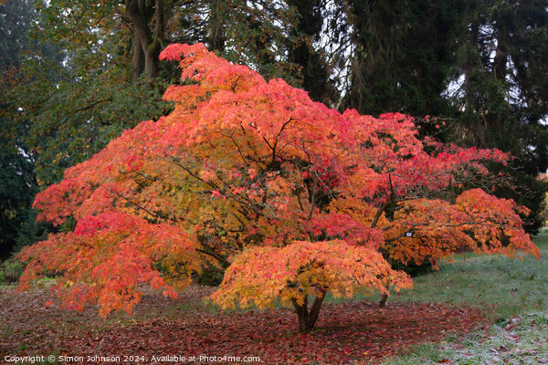  acer autumn colour Picture Board by Simon Johnson