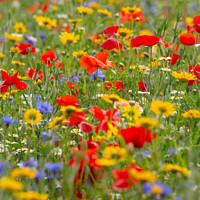 Buy canvas prints of Meadow Flowers  by Simon Johnson