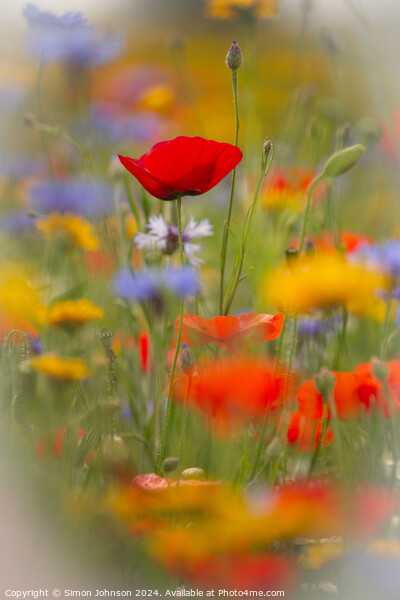 Poppy and meadow flowers  Picture Board by Simon Johnson