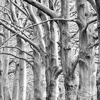 Buy canvas prints of trees in Monochrome  by Simon Johnson