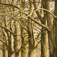 Buy canvas prints of  Tree patterns by Simon Johnson