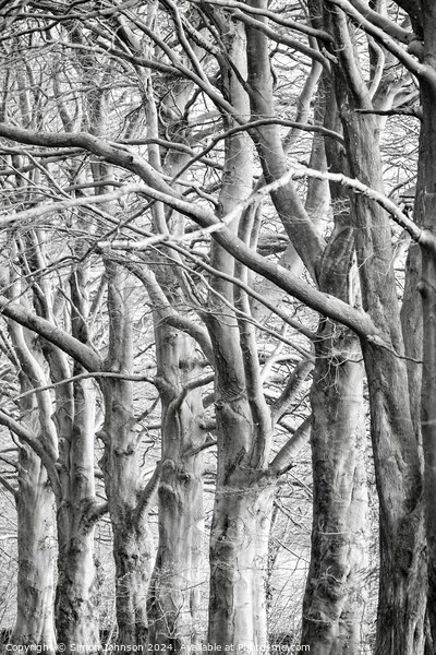 trees . (patterns in nature) Picture Board by Simon Johnson