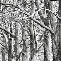 Buy canvas prints of trees . (patterns in nature) by Simon Johnson