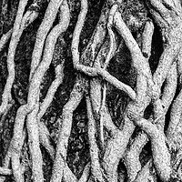 Buy canvas prints of Ivy Roots and patterns in nature by Simon Johnson