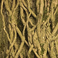 Buy canvas prints of Patterns in nature Ivy roots by Simon Johnson
