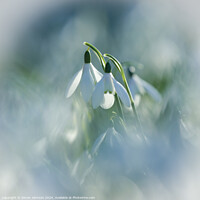 Buy canvas prints of Pair of Snowdrops  by Simon Johnson