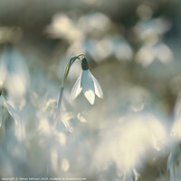 Buy canvas prints of A close up of a sunlit snowdrop by Simon Johnson
