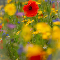 Buy canvas prints of A close up of a flower by Simon Johnson