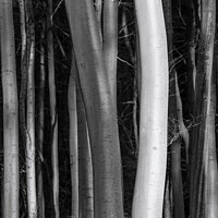 Buy canvas prints of  tree trunks light and dark by Simon Johnson