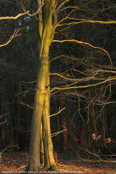 Sunlit winter tree Picture Board by Simon Johnson