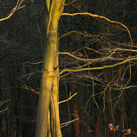 Buy canvas prints of Sunlit winter tree by Simon Johnson