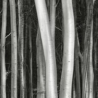 Buy canvas prints of Sunlit tree trunks by Simon Johnson