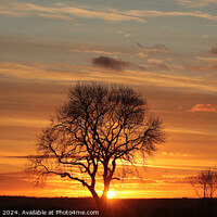 Buy canvas prints of Tree silhouette sunset  by Simon Johnson