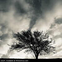 Buy canvas prints of Tree silhouette monochrome  by Simon Johnson