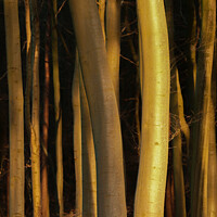 Buy canvas prints of Sunlit tree trunks  by Simon Johnson