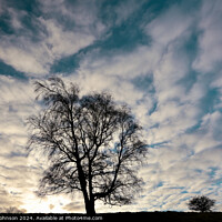 Buy canvas prints of Two tree silhouettes  by Simon Johnson