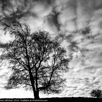 Buy canvas prints of Two tree silhouettes in Monochrome  by Simon Johnson