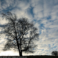 Buy canvas prints of Two tree Silhouettes  by Simon Johnson