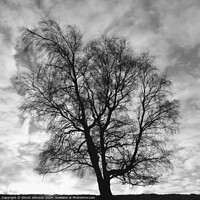 Buy canvas prints of Silver Biirch tree by Simon Johnson