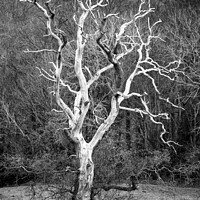 Buy canvas prints of Sunlit tree in monochrome  by Simon Johnson