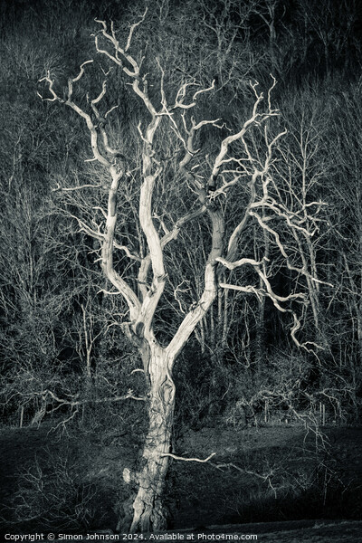 Sunlit tree in monochrome  Picture Board by Simon Johnson