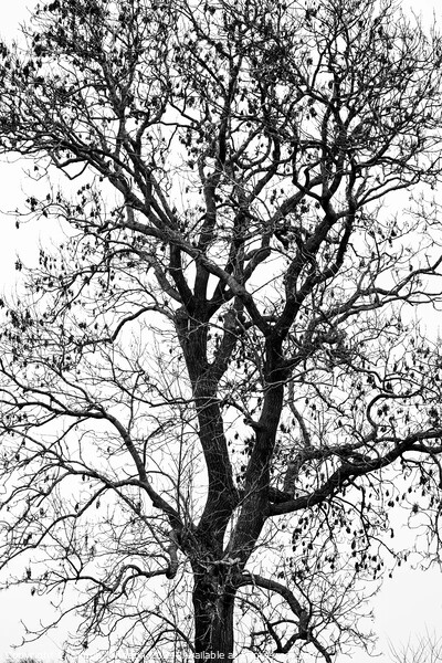 Tree profile in monochrome  Picture Board by Simon Johnson