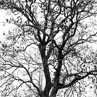 Buy canvas prints of Tree profile in monochrome  by Simon Johnson