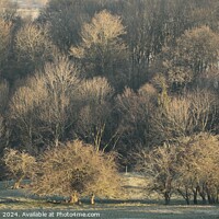 Buy canvas prints of Sunlit trees by Simon Johnson