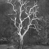 Buy canvas prints of Lightning tree by Simon Johnson