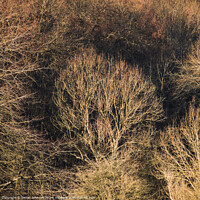 Buy canvas prints of Sunlit winter woodland   by Simon Johnson