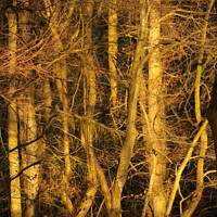Buy canvas prints of Sunlit Woodland  by Simon Johnson