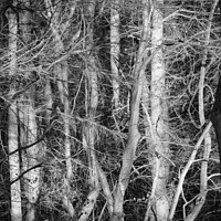 Buy canvas prints of Sunlit woodland monochrome  by Simon Johnson
