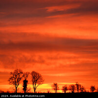 Buy canvas prints of Tree silhouettes at sunrise  by Simon Johnson