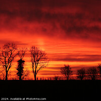 Buy canvas prints of Tree silhouettes  by Simon Johnson