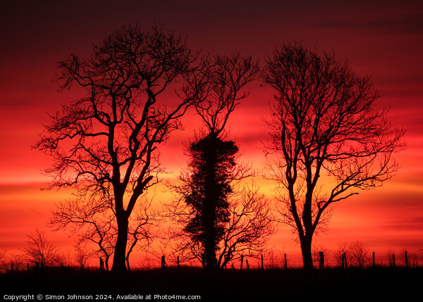 Tree silhouettes at sunrise  Picture Board by Simon Johnson