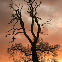 Buy canvas prints of A large tree by Simon Johnson