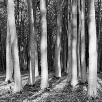 Buy canvas prints of Sunlit woodland in monochrome  by Simon Johnson