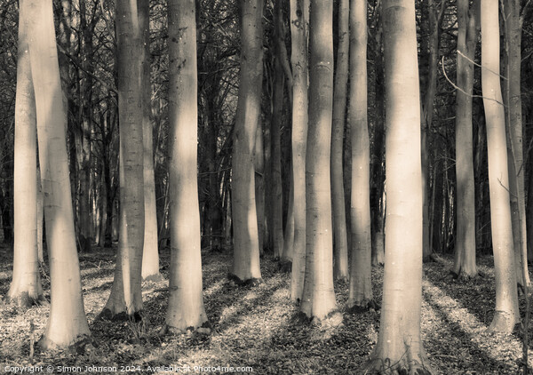 Sunlit woodland in monochrome  Picture Board by Simon Johnson