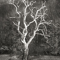 Buy canvas prints of Lightning tree  by Simon Johnson