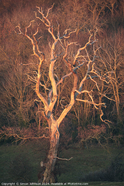 Lightning tree sunlit  Picture Board by Simon Johnson