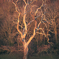 Buy canvas prints of Lightning tree sunlit  by Simon Johnson