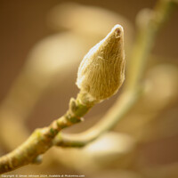 Buy canvas prints of magnolia Bud by Simon Johnson