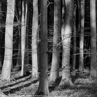Buy canvas prints of  sunlit woodland in monochrome  by Simon Johnson